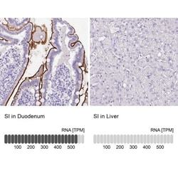SI Sucrase-Isomaltase Antibody, Novus Biologicals 0.1mL; Unlabeled:Antibodies,
